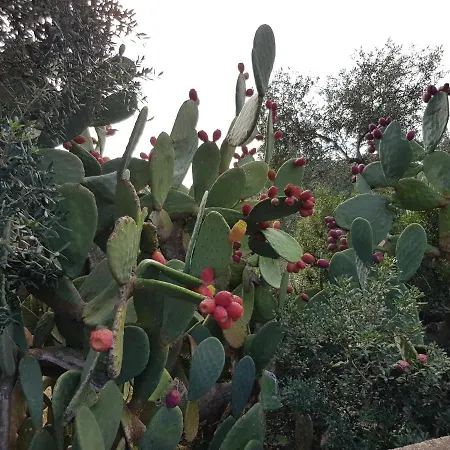 Bed & Breakfast Relais D 'itria 4*